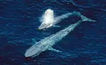blue whales for may 2025 blog post