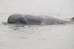 irrawaddy dolphin