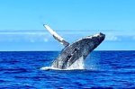 whale blog post 2025