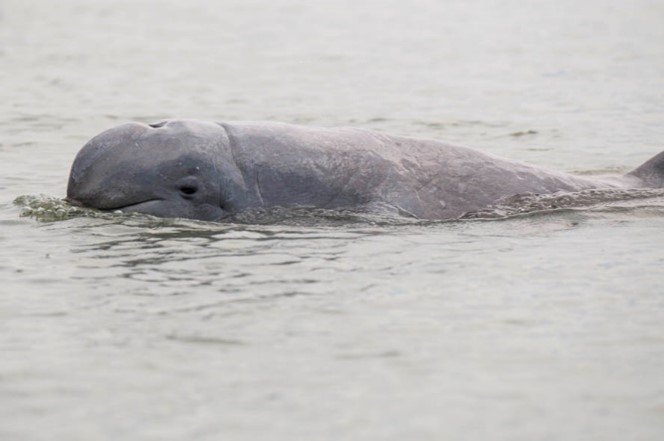 Cedra and Irrawaddy Dolphin