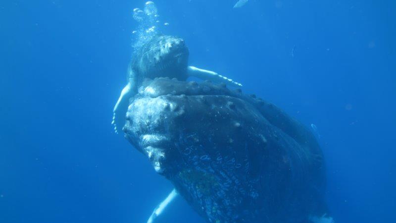 humpback and baby